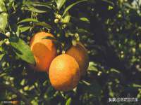 宁夏博强机电设备有限公司